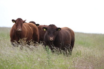 The Chapman herd in summer pasture