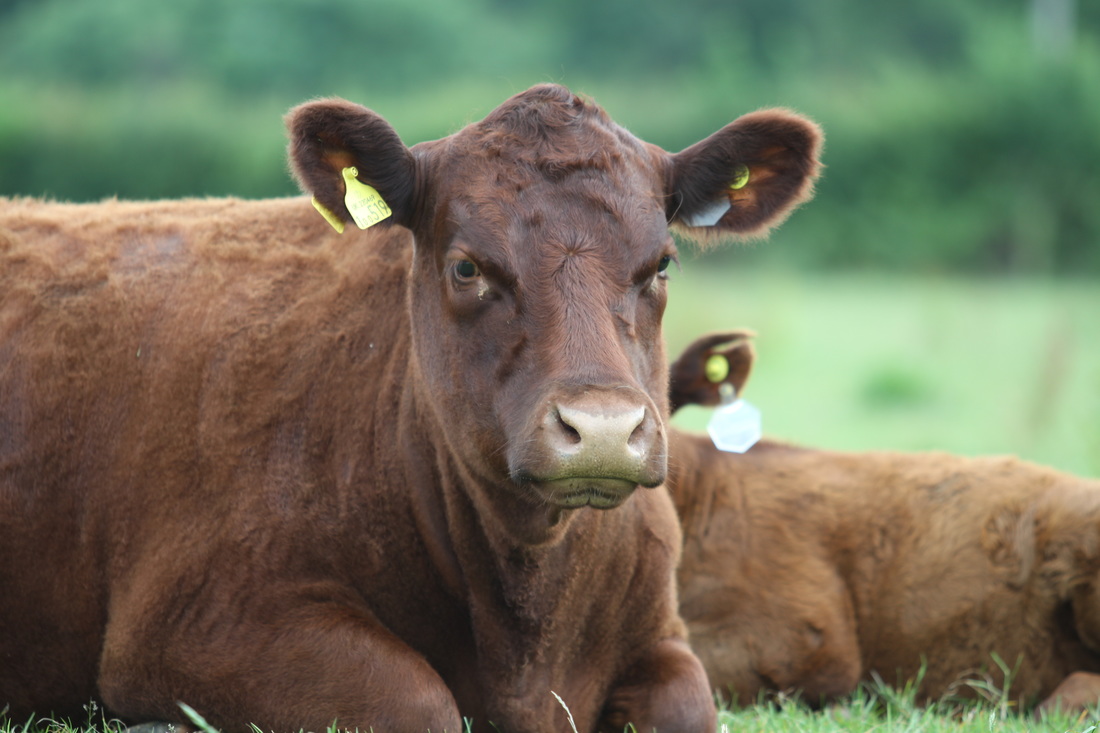 A Red Ruby Cow